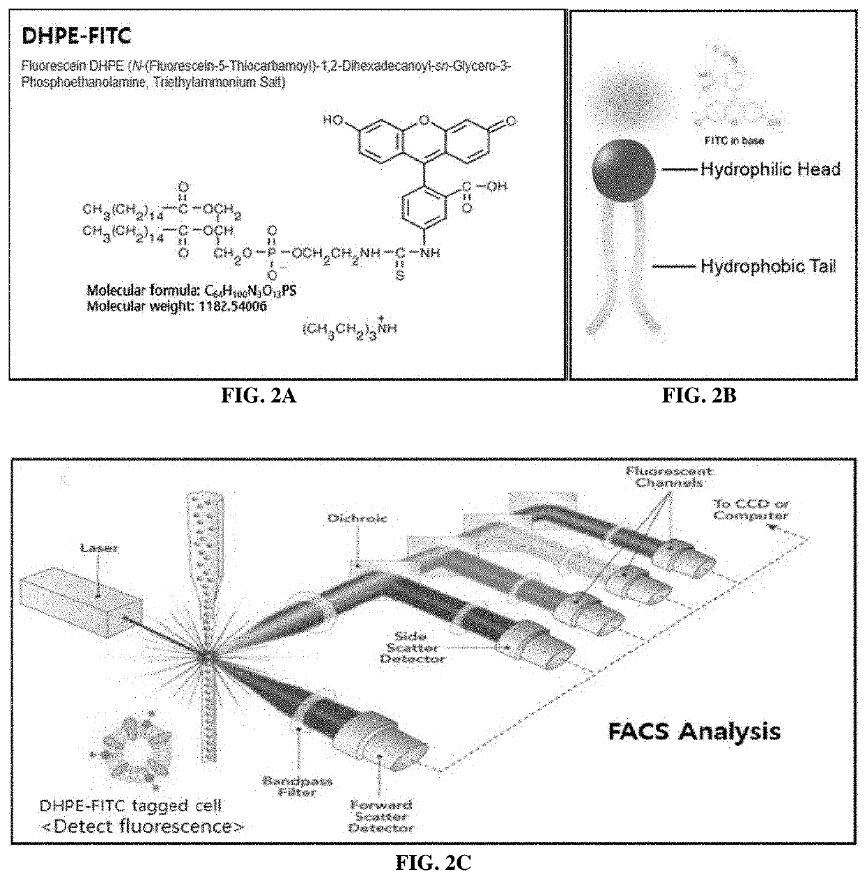 Magnetic-based biopanning method through attachment of magnetic bead to cell