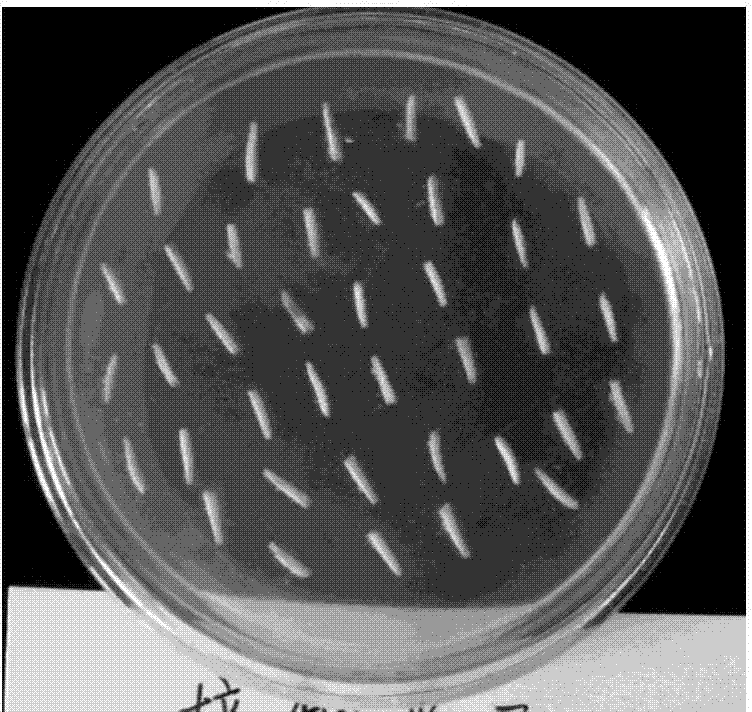 A method for inducing eggplant anthers to regenerate haploid plants