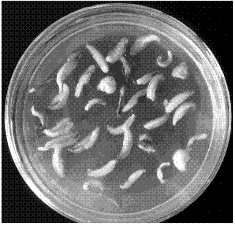 A method for inducing eggplant anthers to regenerate haploid plants