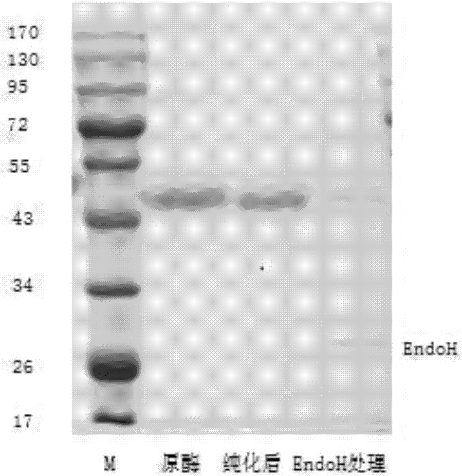 Acidic high-temperature-resistant cellulase Cel5 and gene and application thereof
