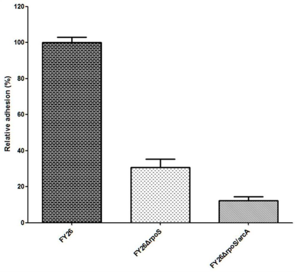 APEC double-gene rpoS and arcA deletion strain and attenuated vaccine