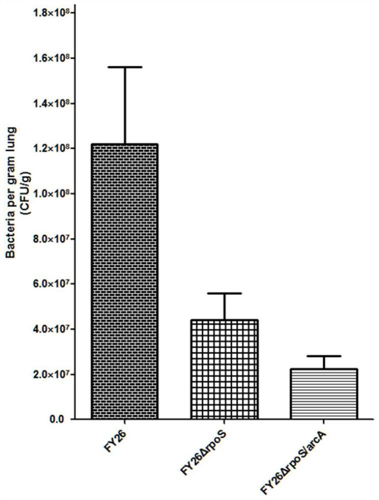 APEC double-gene rpoS and arcA deletion strain and attenuated vaccine