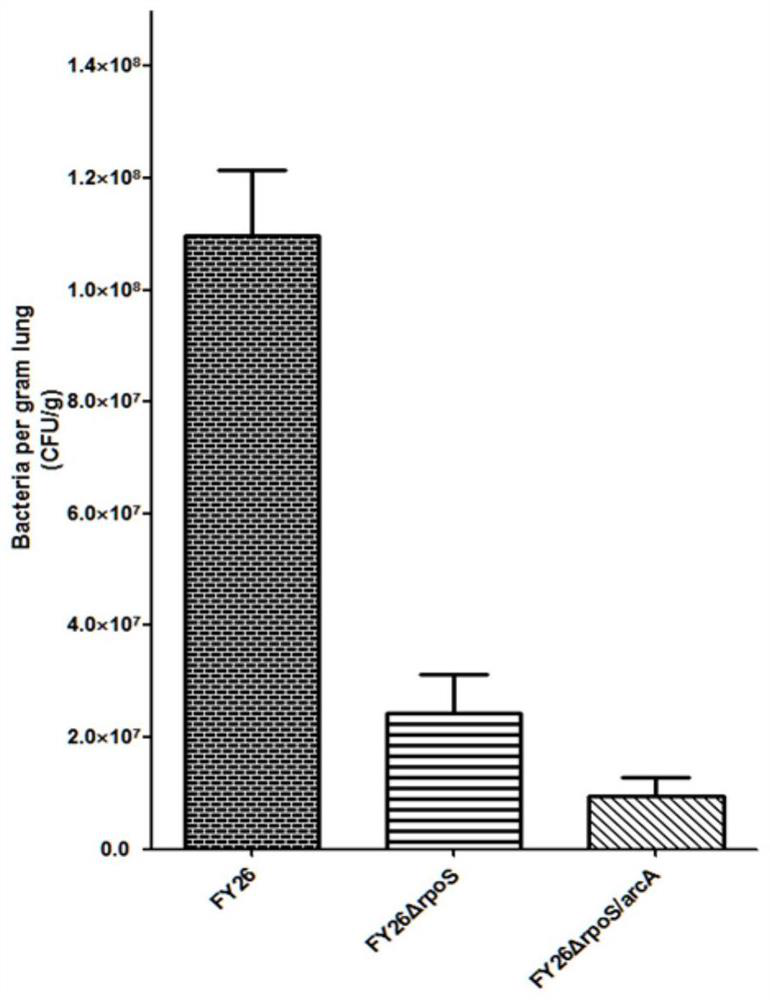 APEC double-gene rpoS and arcA deletion strain and attenuated vaccine