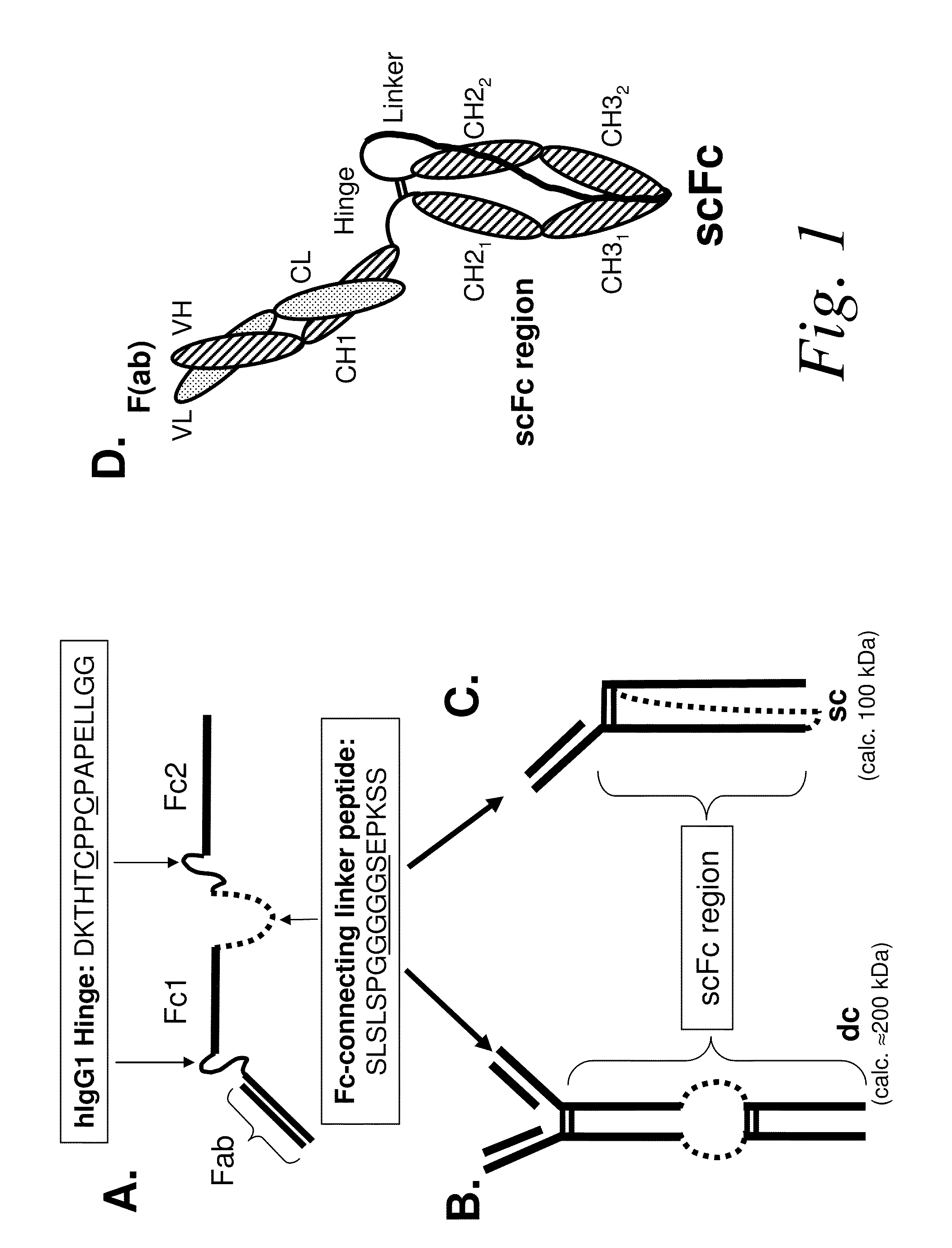 Single-chain Fc (scFc) regions, binding polypeptides comprising same, and methods related thereto