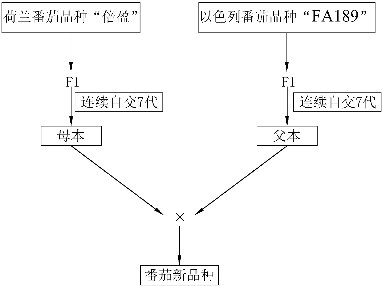 Storage transportation-resistant tomato seed selection method