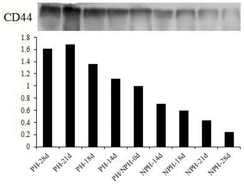 Differential protein in serum at early pregnancy stage of cow and application of differential protein