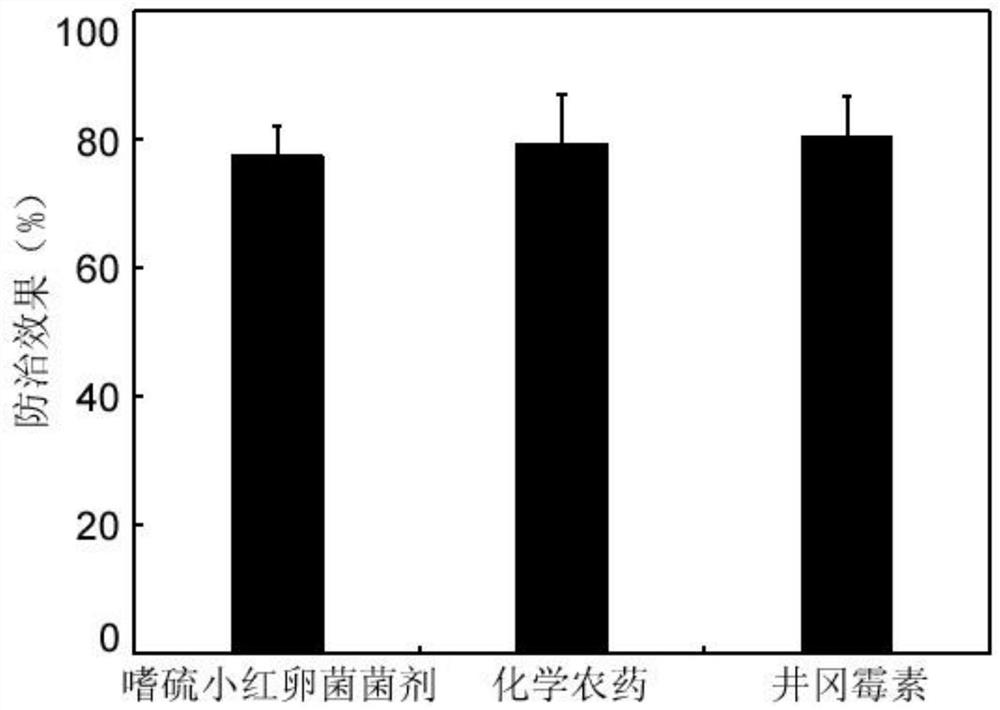 Rhodochrodia thiaphila strain, Rhododia thiaphila bacteria agent and application thereof