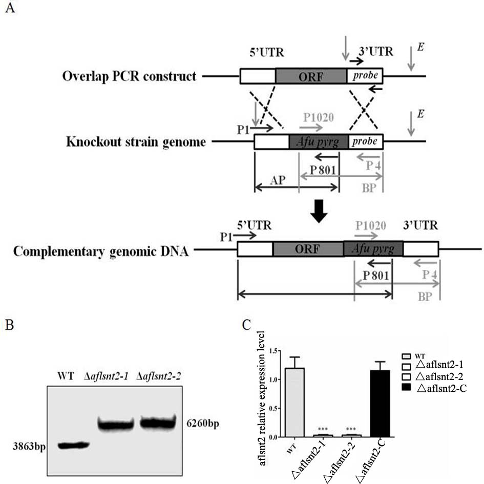 A non-aflatoxin-producing strain δaflsnt2 and its application in the control of Aspergillus flavus pollution