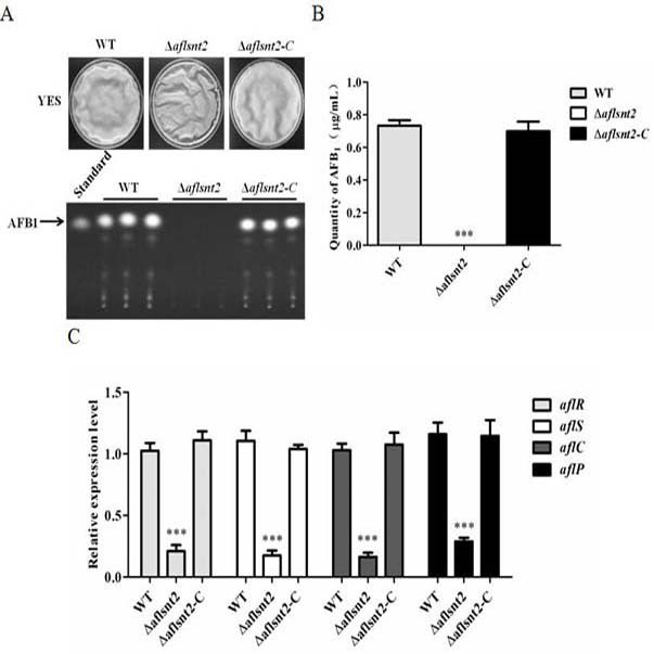 A non-aflatoxin-producing strain δaflsnt2 and its application in the control of Aspergillus flavus pollution