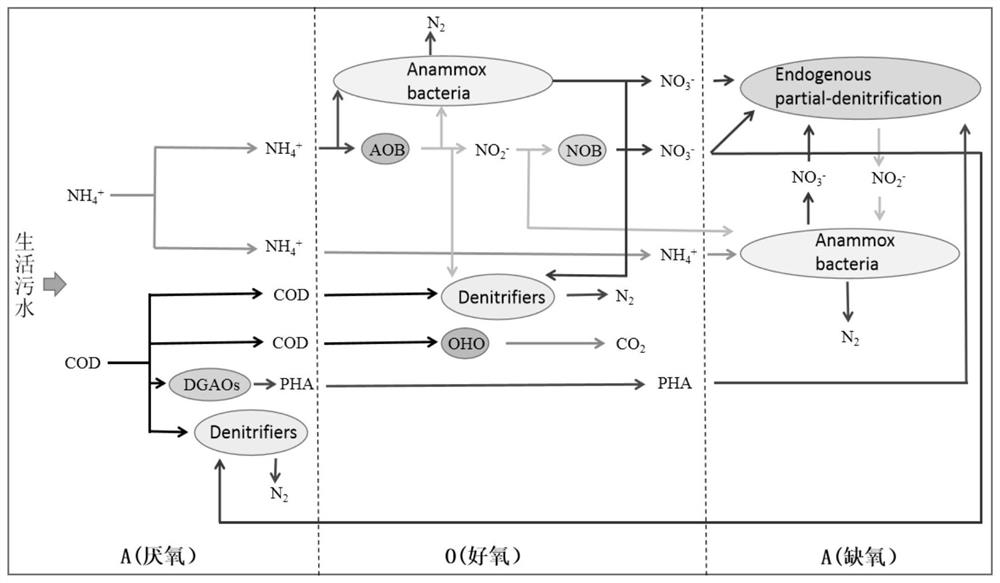 Device and method for realizing deep denitrification of municipal sewage by coupling integrated short-cut nitrification-anaerobic ammonia oxidation with endogenous short-cut denitrification