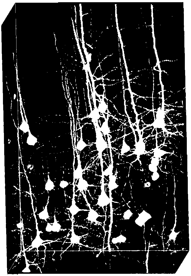 Automatic cell localization method based on minimized model L1