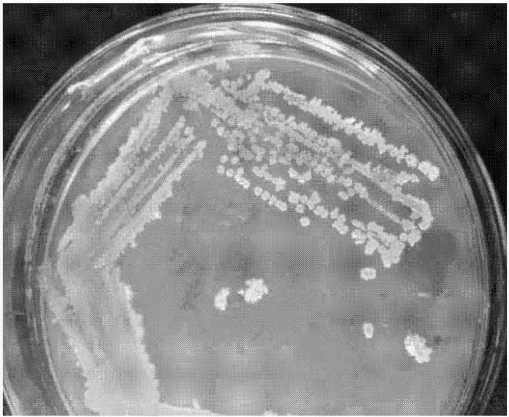 Bacillus megaterium and application thereof in treating heavy metal-glyphosate complex pollution