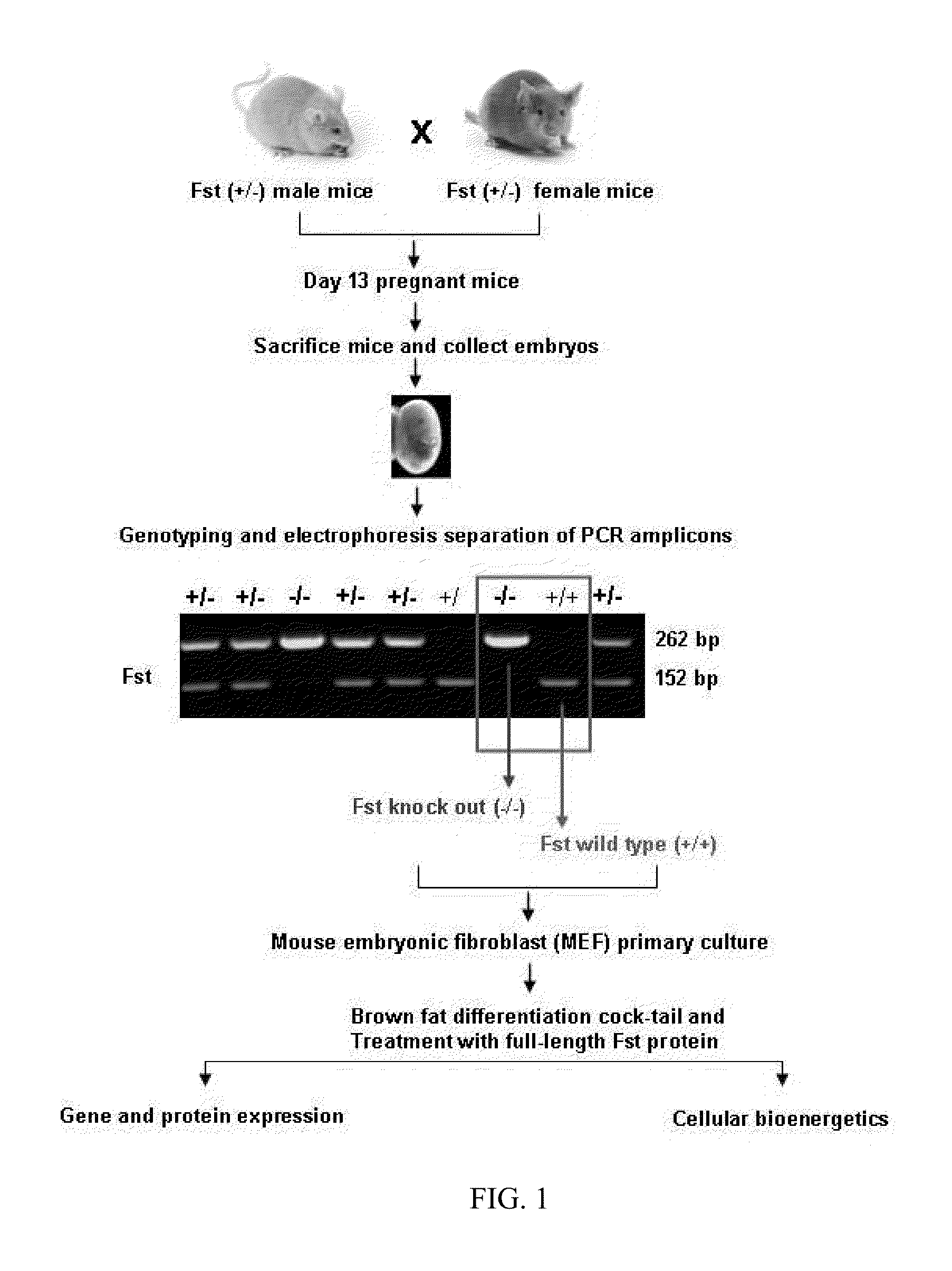 Compositions and methods for treating or preventing metabolic syndrome disorders