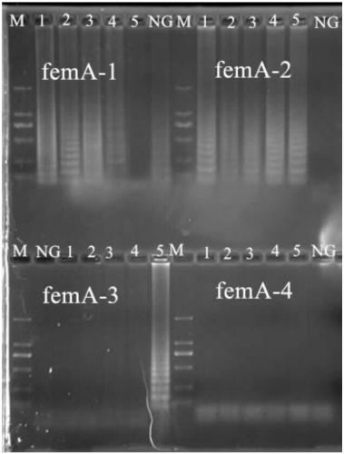 Primers, kit and method for detecting methicillin-resistant Staphylococcus aureus by PSR (polymerase spiral reaction)