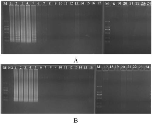 Primers, kit and method for detecting methicillin-resistant Staphylococcus aureus by PSR (polymerase spiral reaction)