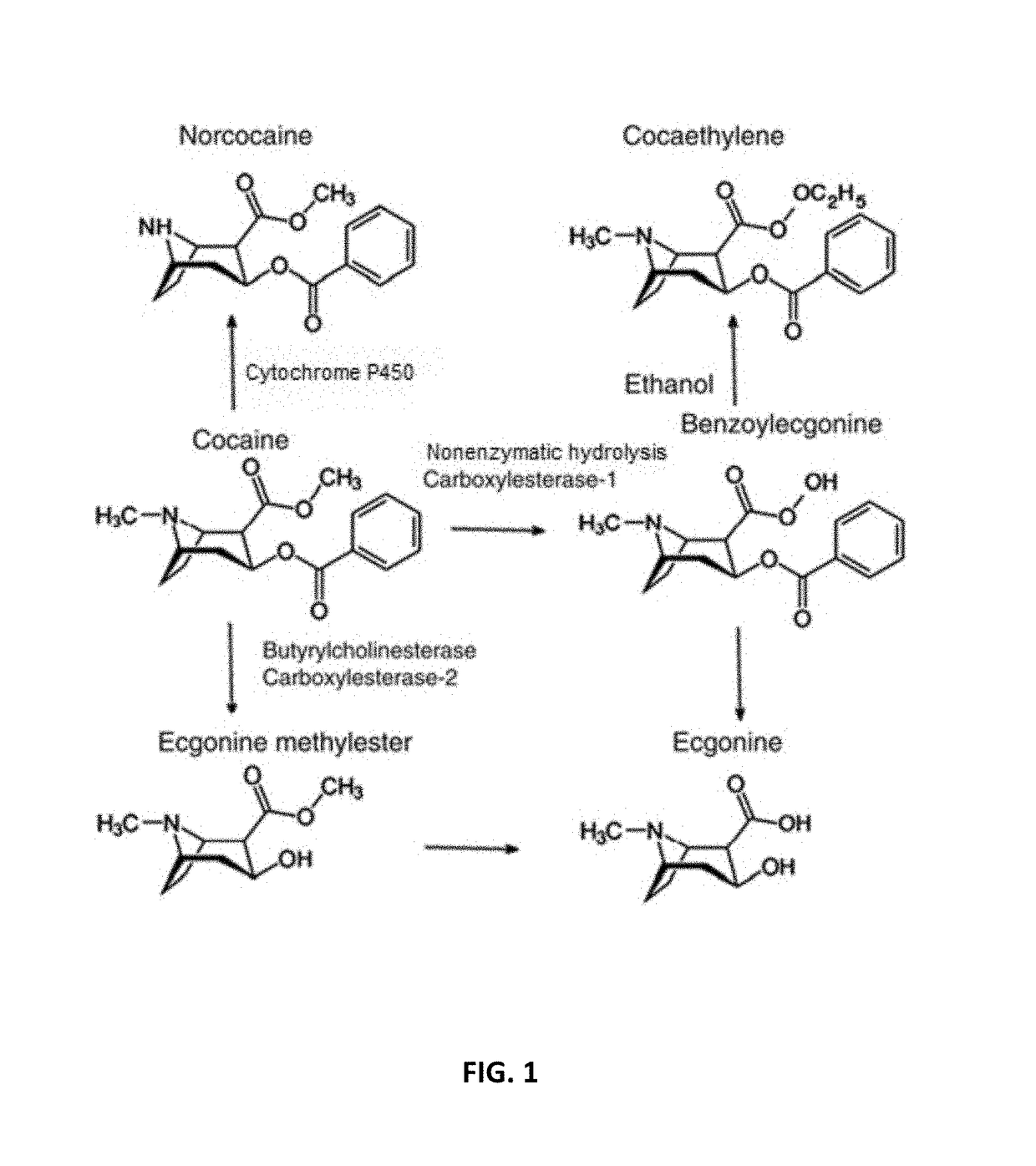 Pharmaceutical compositions and methods of using the same