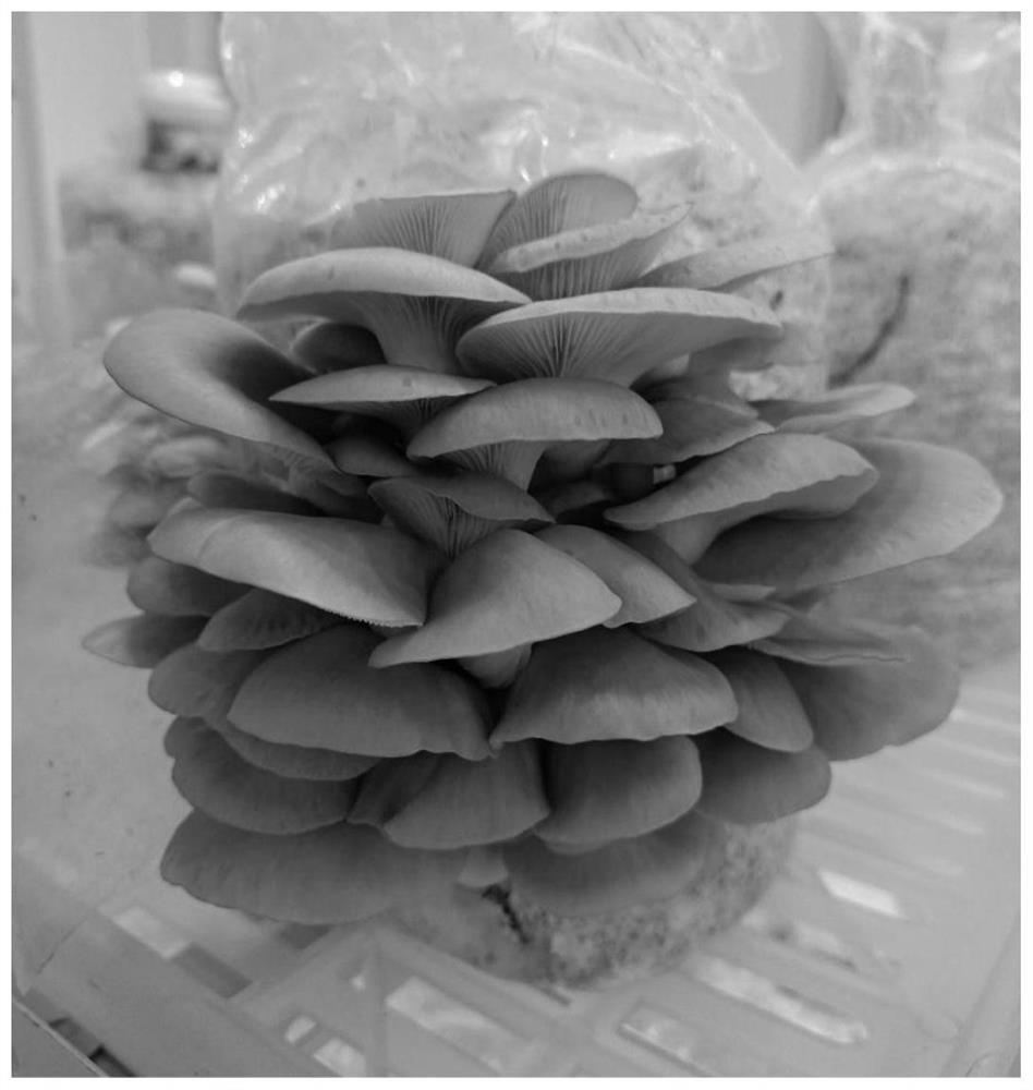 Pleurotus geesteranus strain Qian Xiu No.3 and application thereof