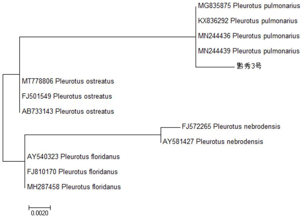 Pleurotus geesteranus strain Qian Xiu No.3 and application thereof