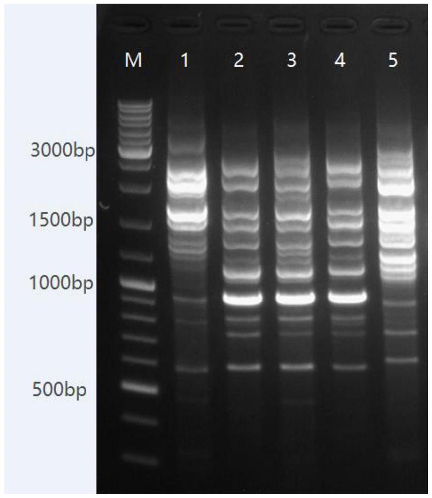 Pleurotus geesteranus strain Qian Xiu No.3 and application thereof