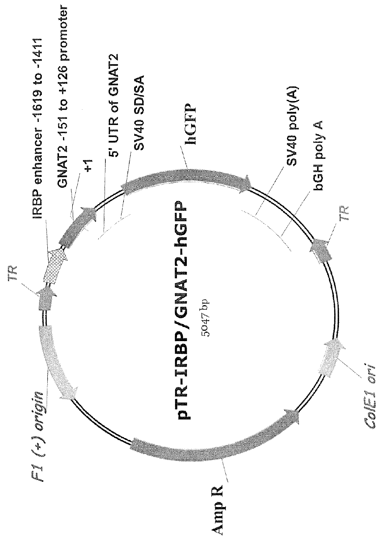 Chimeric promoter for cone photoreceptor targeted gene therapy