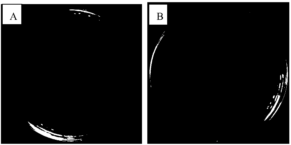 Bacteriophage of fish bacteria and application thereof