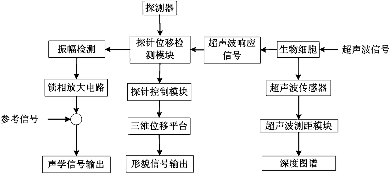 A biological cell ultrasonic atomic force microscopy detection system and method