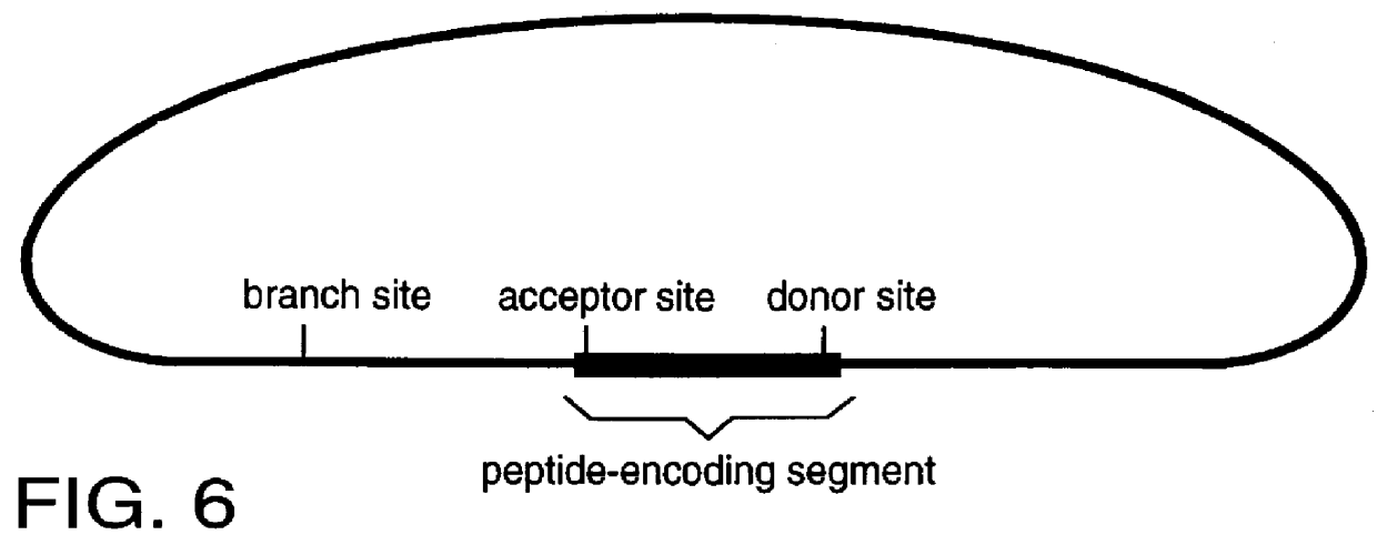 Method for producing tagged genes, transcripts and proteins