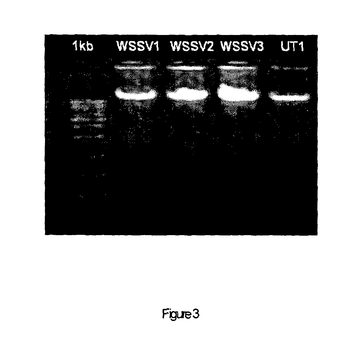Method for producing bio-active agent for the prevention of disease caused by White Spot Syndrome Baculovirus Complex and a bio-active agent derived thereof