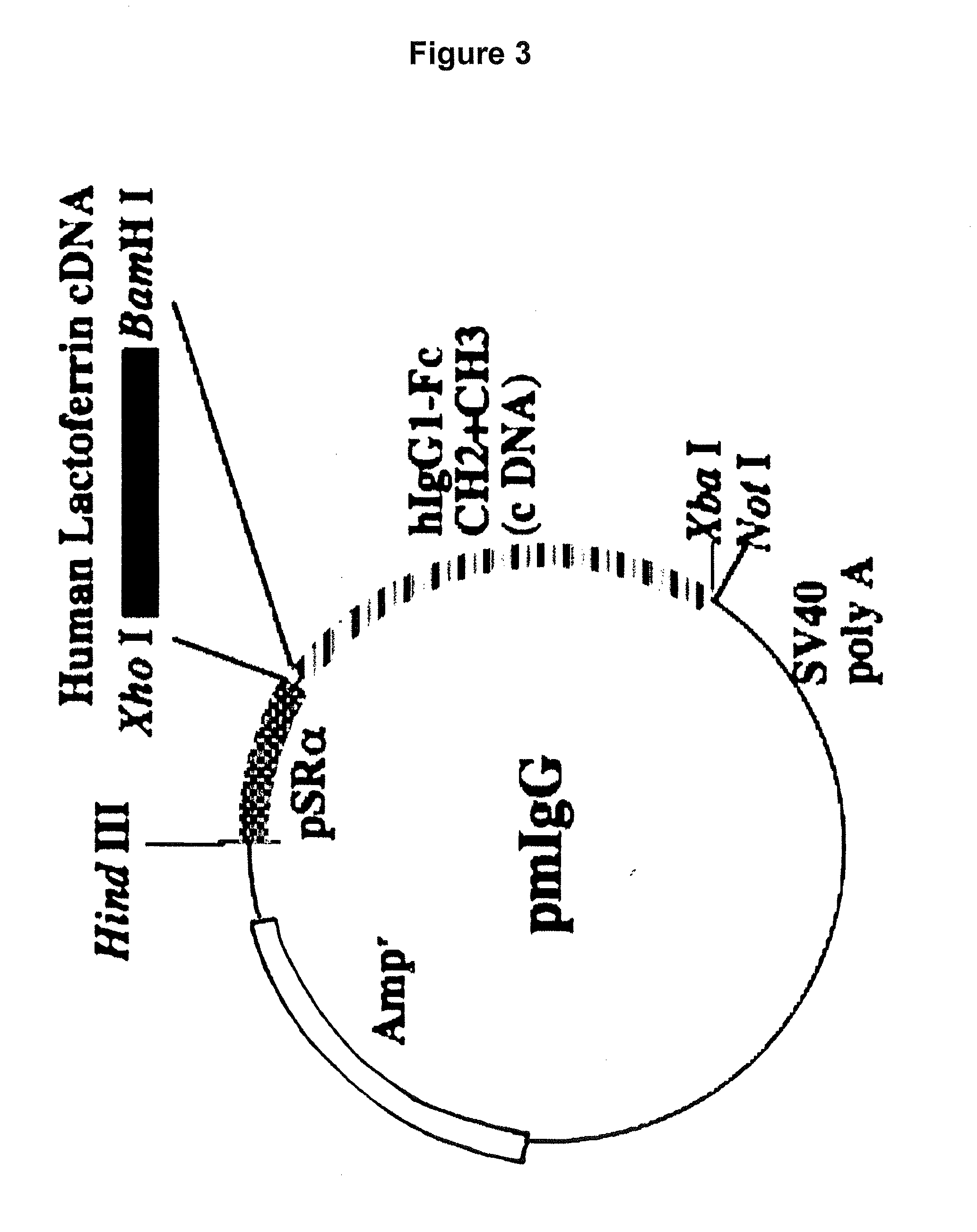 Lactoferrin fusion protein and method for preparation thereof