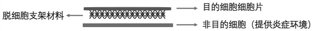 Tissue engineering patch and preparation method thereof