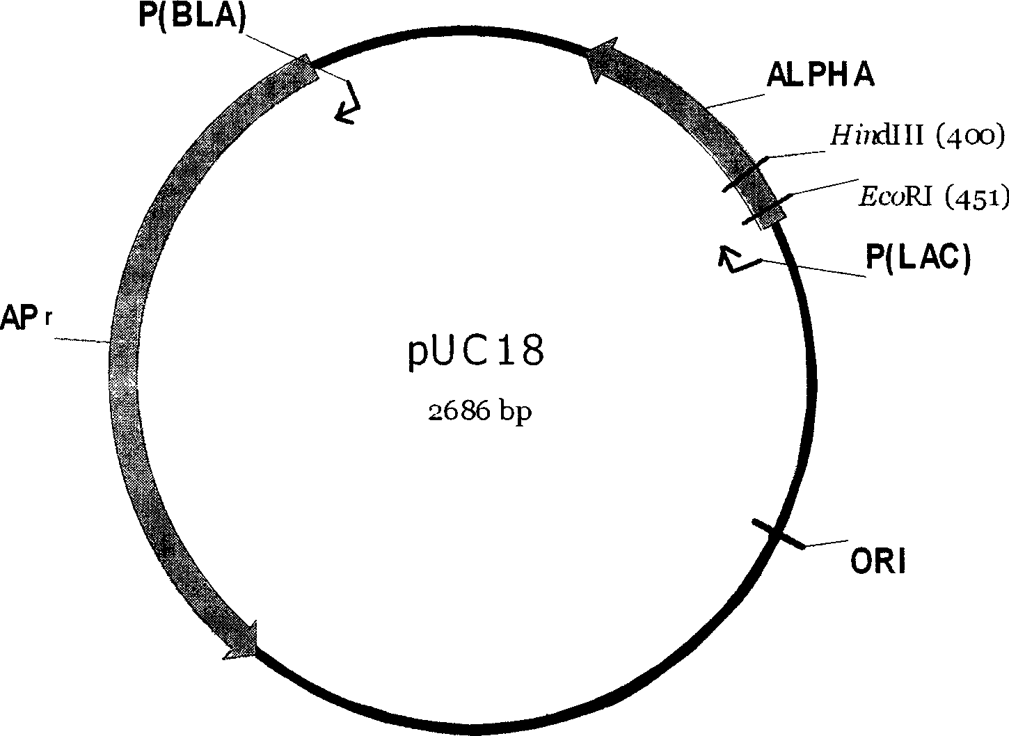 Glycerol channel protein gene deleted brewing microzyme strain capable of reducing glycerol output and increasing ethanol output and construction method thereof