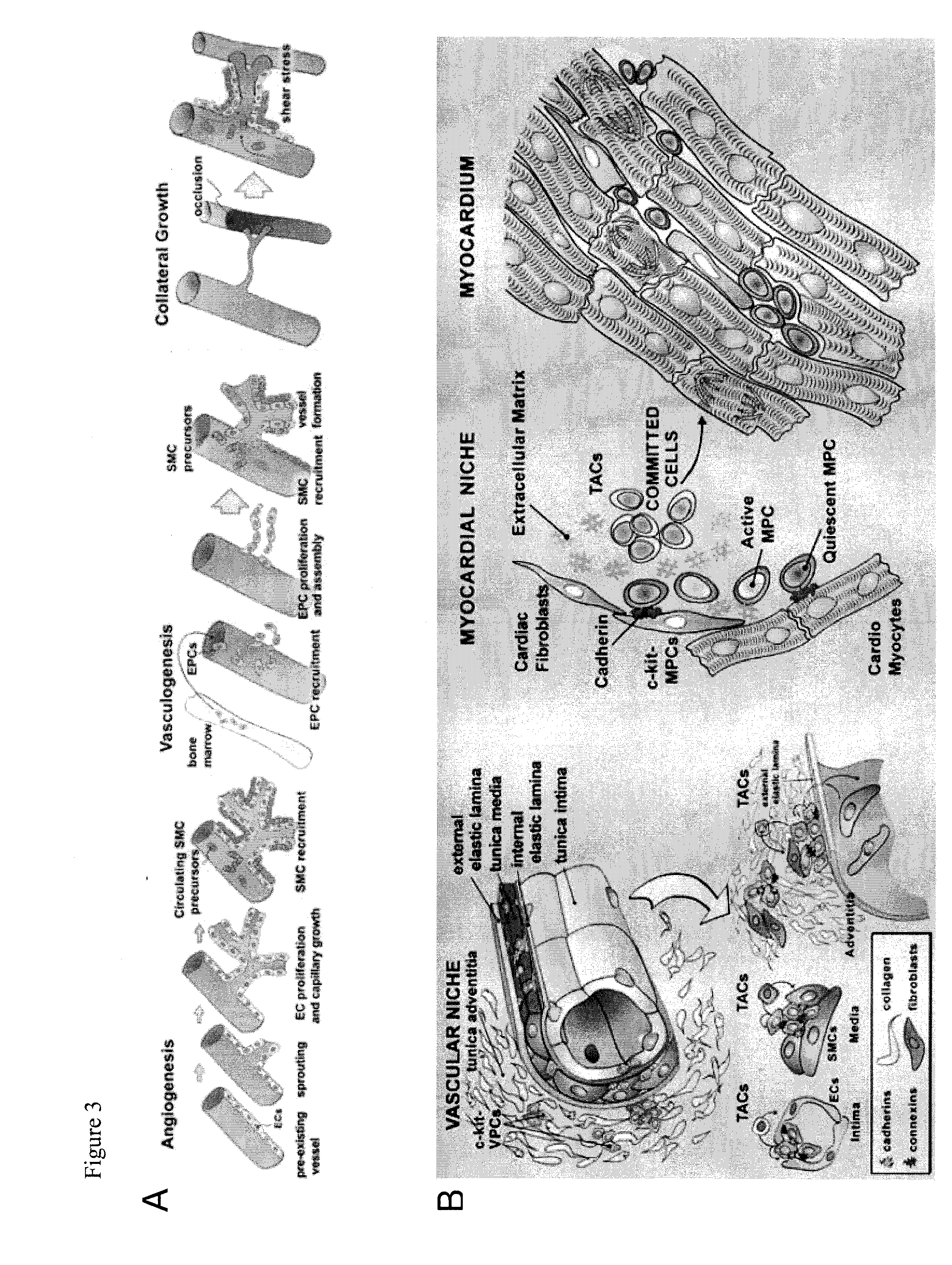 Compositions comprising vascular and myocyte progenitor cells and methods of their use