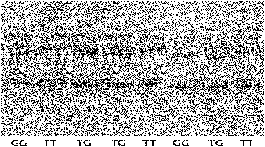 Application of LHCGR gene of Chinese Holstein cow used as molecular marker