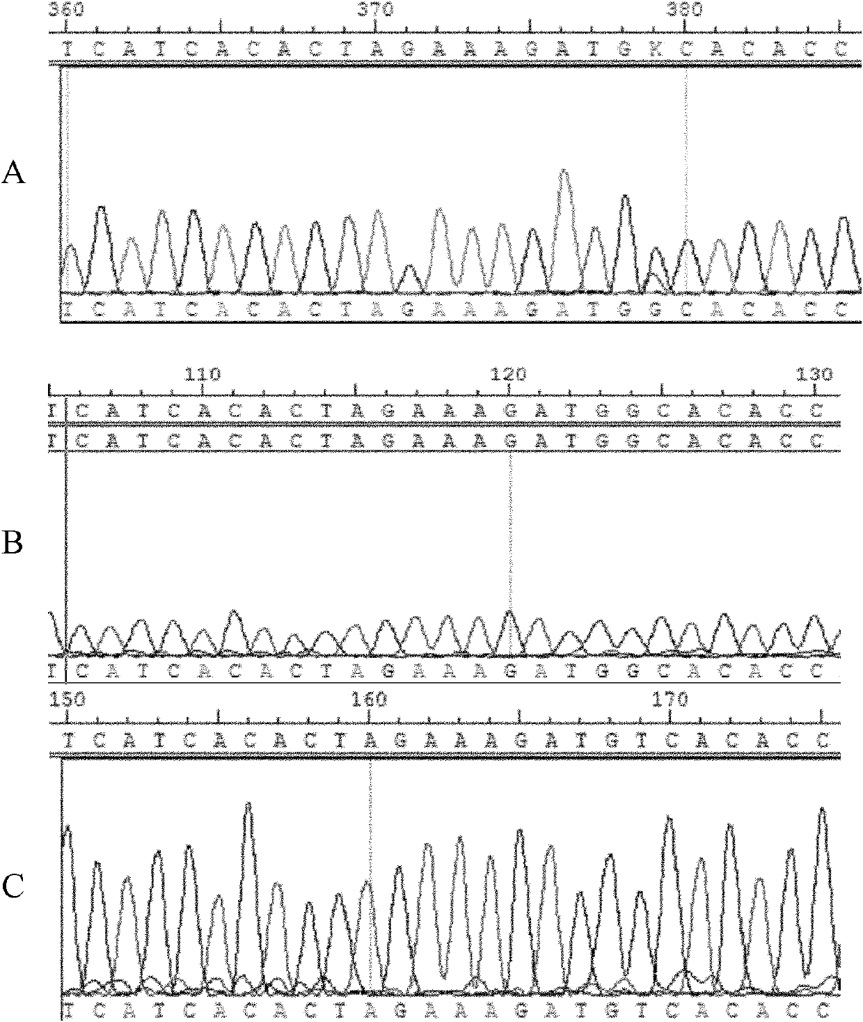 Application of LHCGR gene of Chinese Holstein cow used as molecular marker