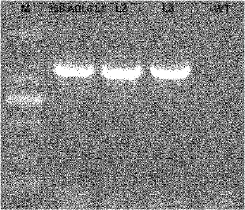 Floral organ development gene NsAGL6 as well as plant expression vector and construction method thereof