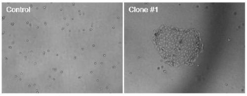 Porcine immortalized alveolar macrophage cell line for expressing porcine reproductive and respiratory syndrome virus acceptor CD163 and application thereof