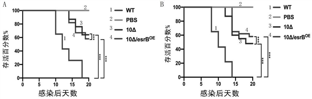 Novel edwardsiella attenuated vaccine strain as well as preparation method and application thereof