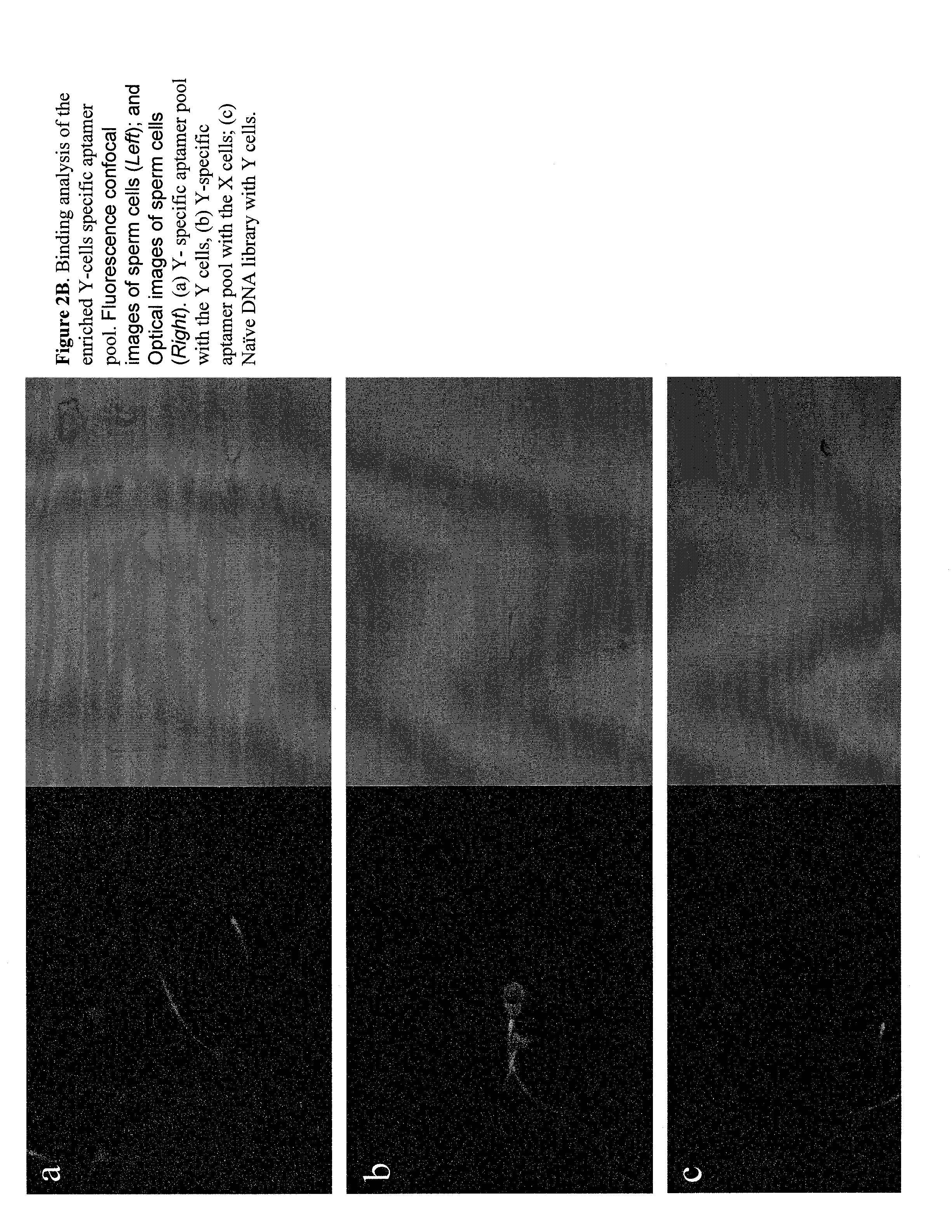 Sperm cell separation methods and compositions containing aptamers or nucleic acid sequences for use therein