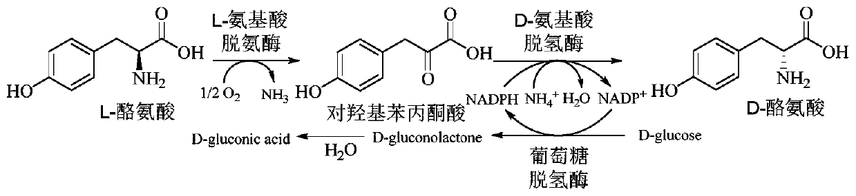 Method for improving production efficiency of D-tyrosine