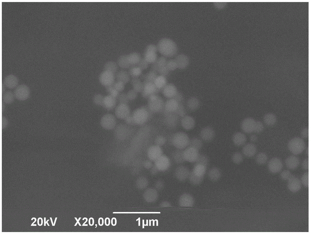 Preparation method of polydioxanone copolymer coated magnetic-particles