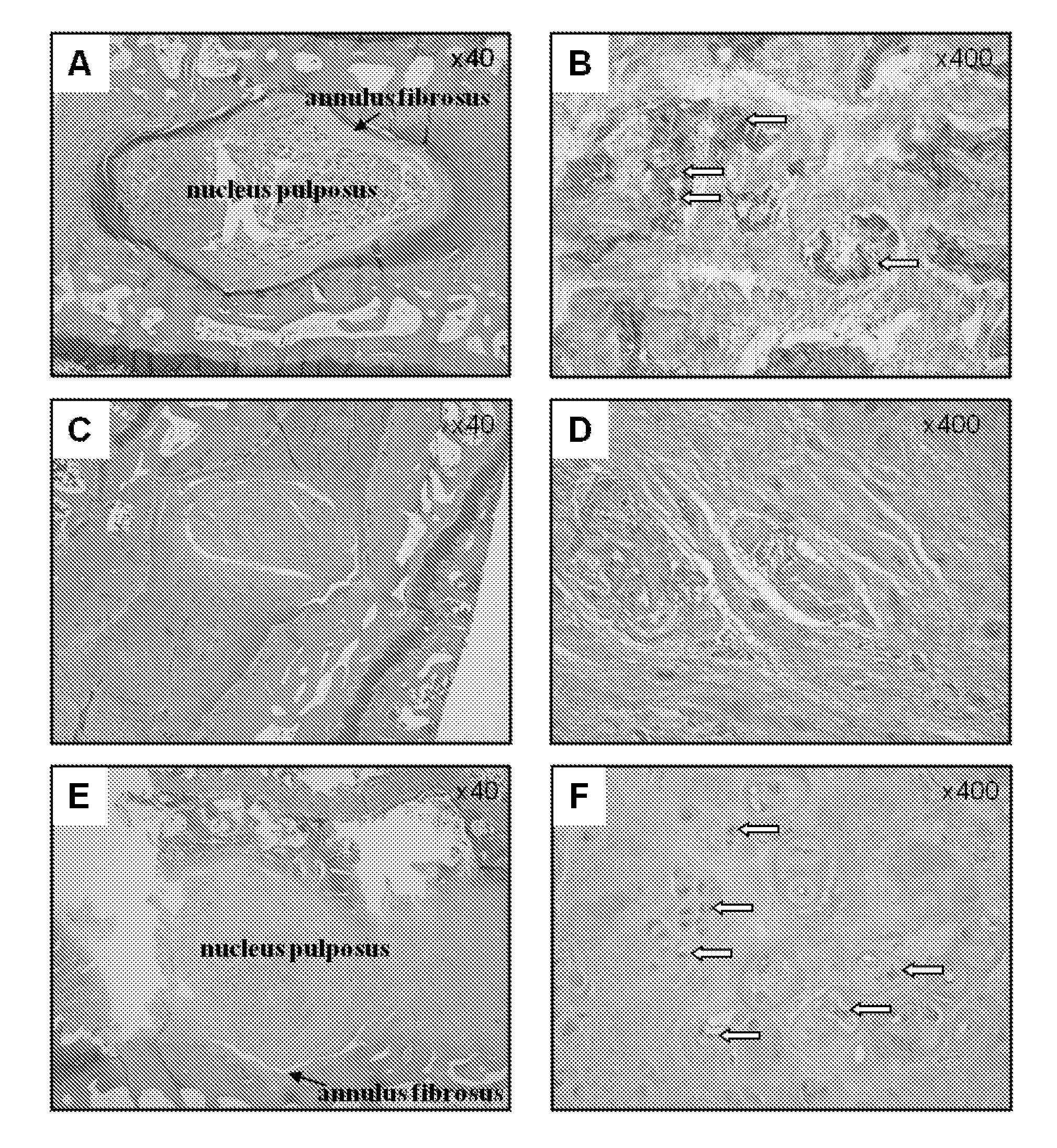 Novel peptide and use thereof