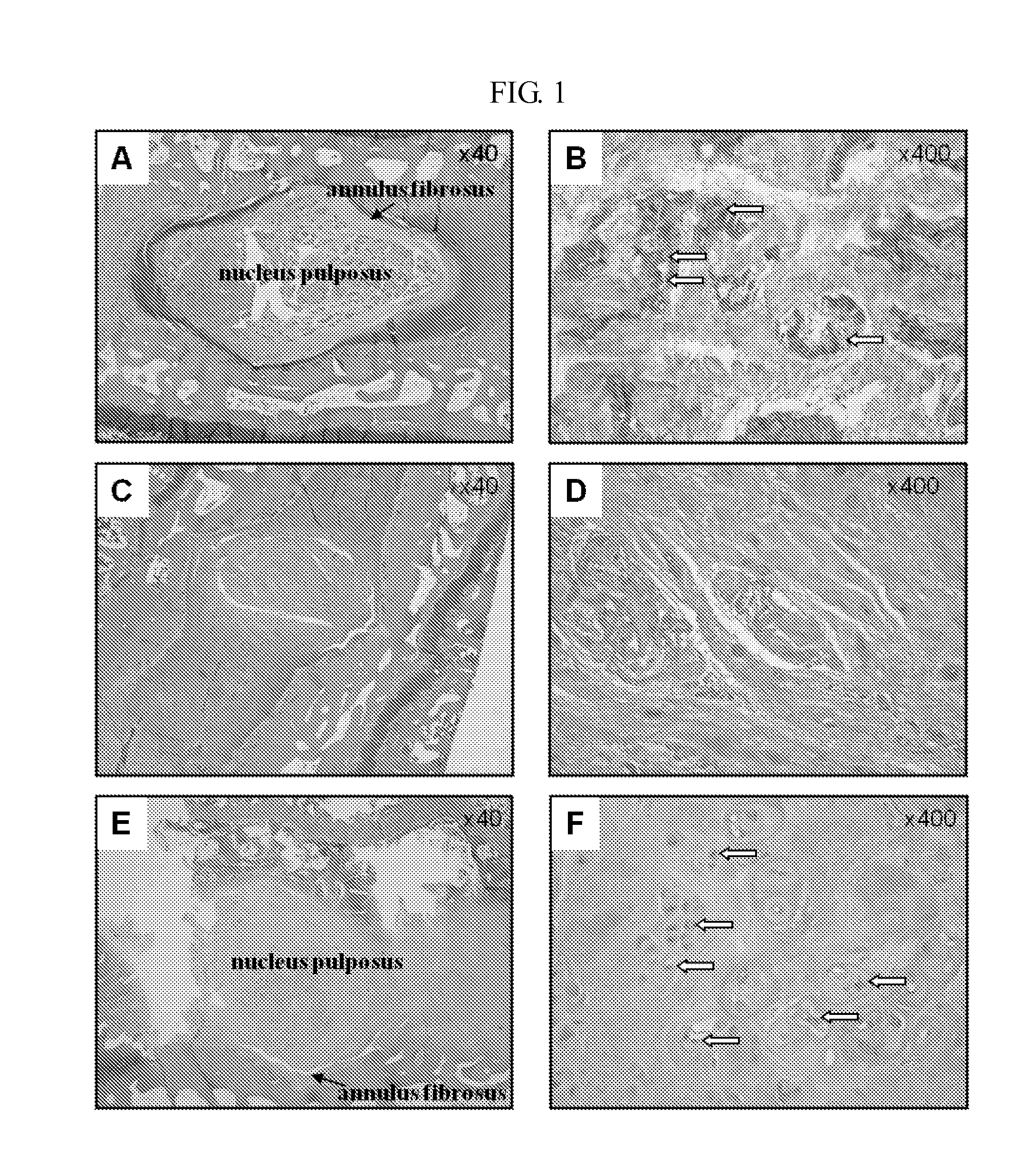 Novel peptide and use thereof