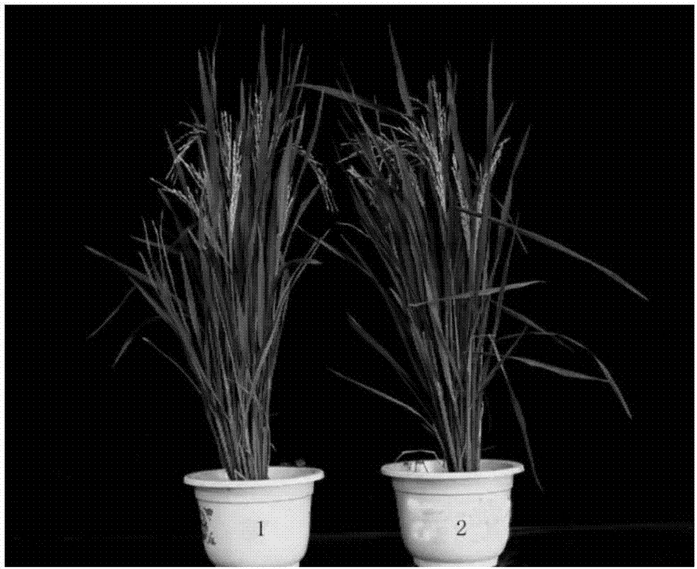 Related protein at early blossoming stage of rice as well as encoding gene thereof
