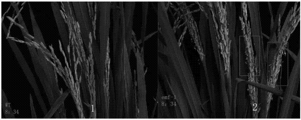 Related protein at early blossoming stage of rice as well as encoding gene thereof