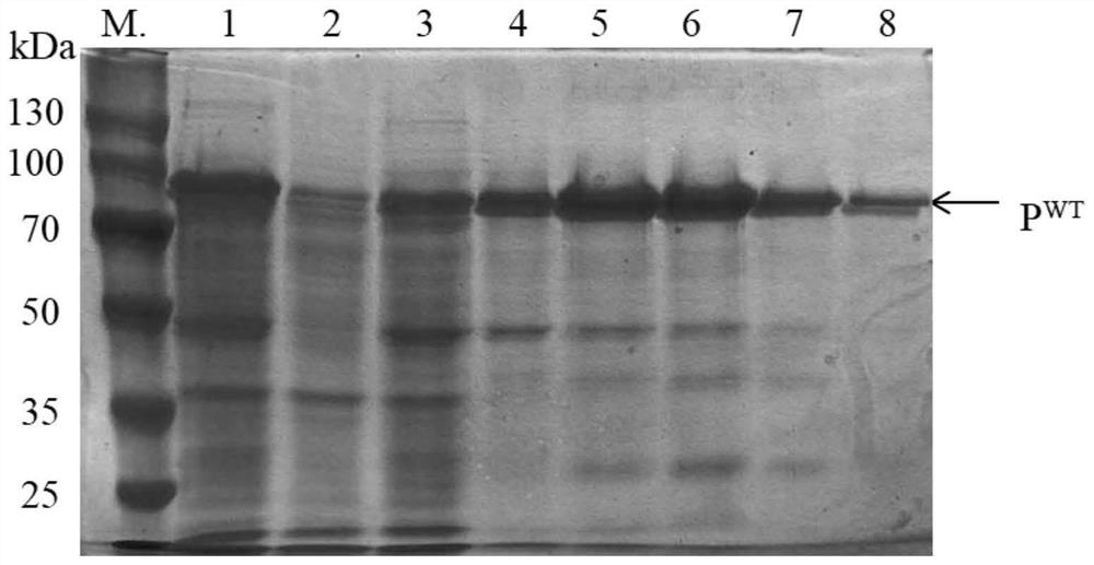 Preparation method and application of halophilic archaea extracellular protease truncation