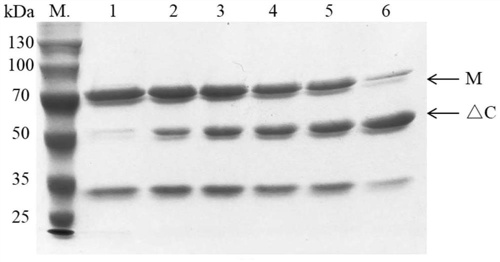 Preparation method and application of halophilic archaea extracellular protease truncation