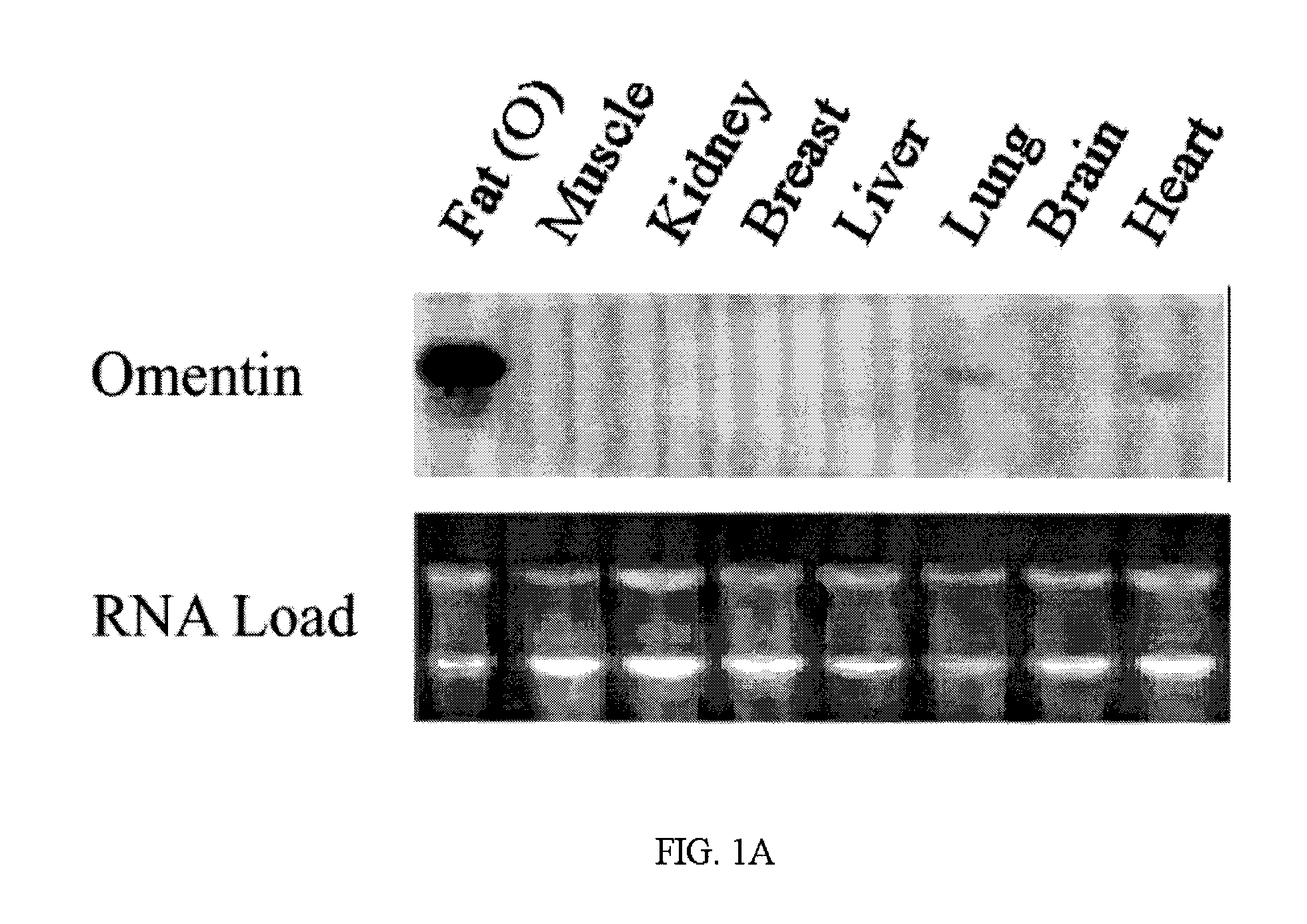 Method of modifying glucose activity using polypeptides selectively expressed in fat tissue
