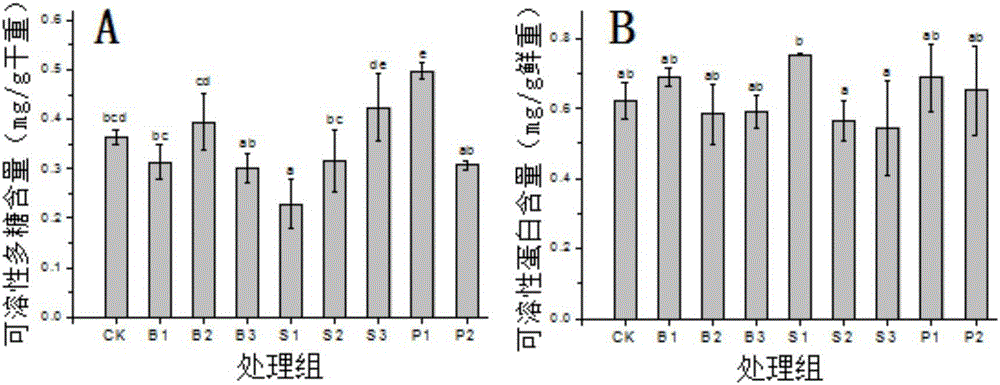 Method for controlling plant type of Chinese cymbidium through paclobutrazol