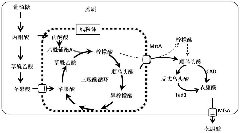 Recombinant aspergillus terreus strain for producing itaconic acid as well as construction method and application of recombinant aspergillus terreus strain