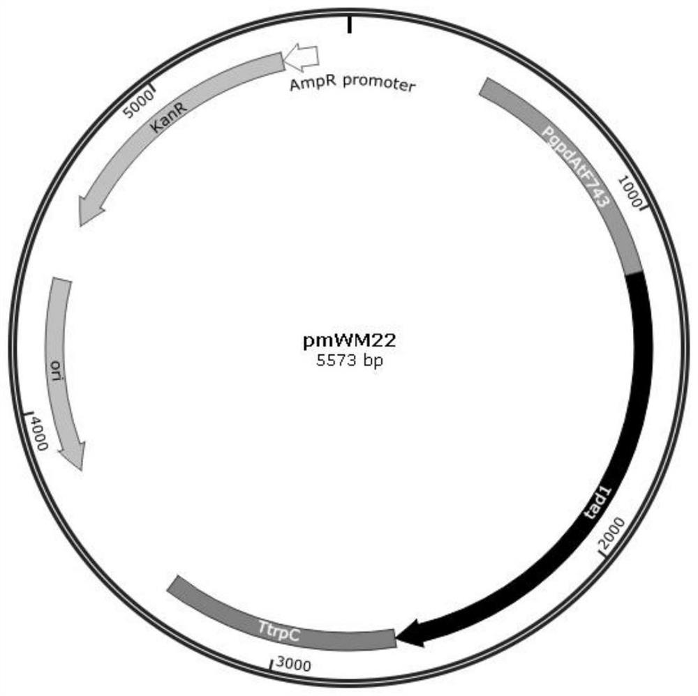 Recombinant aspergillus terreus strain for producing itaconic acid as well as construction method and application of recombinant aspergillus terreus strain